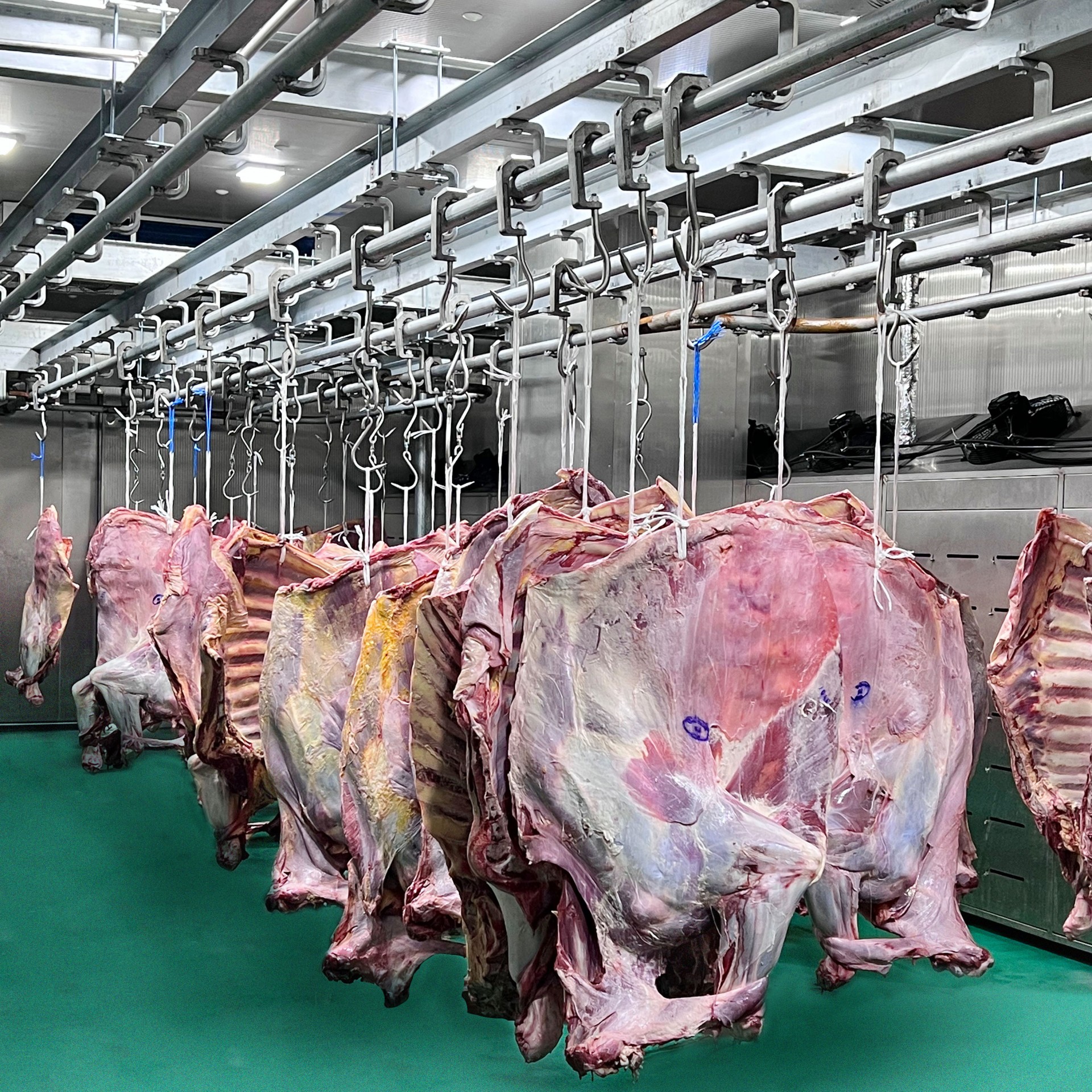 【期貨】烏拉圭52廠草飼牛肉四分體批發(fā)5柜起訂六月前發(fā)貨