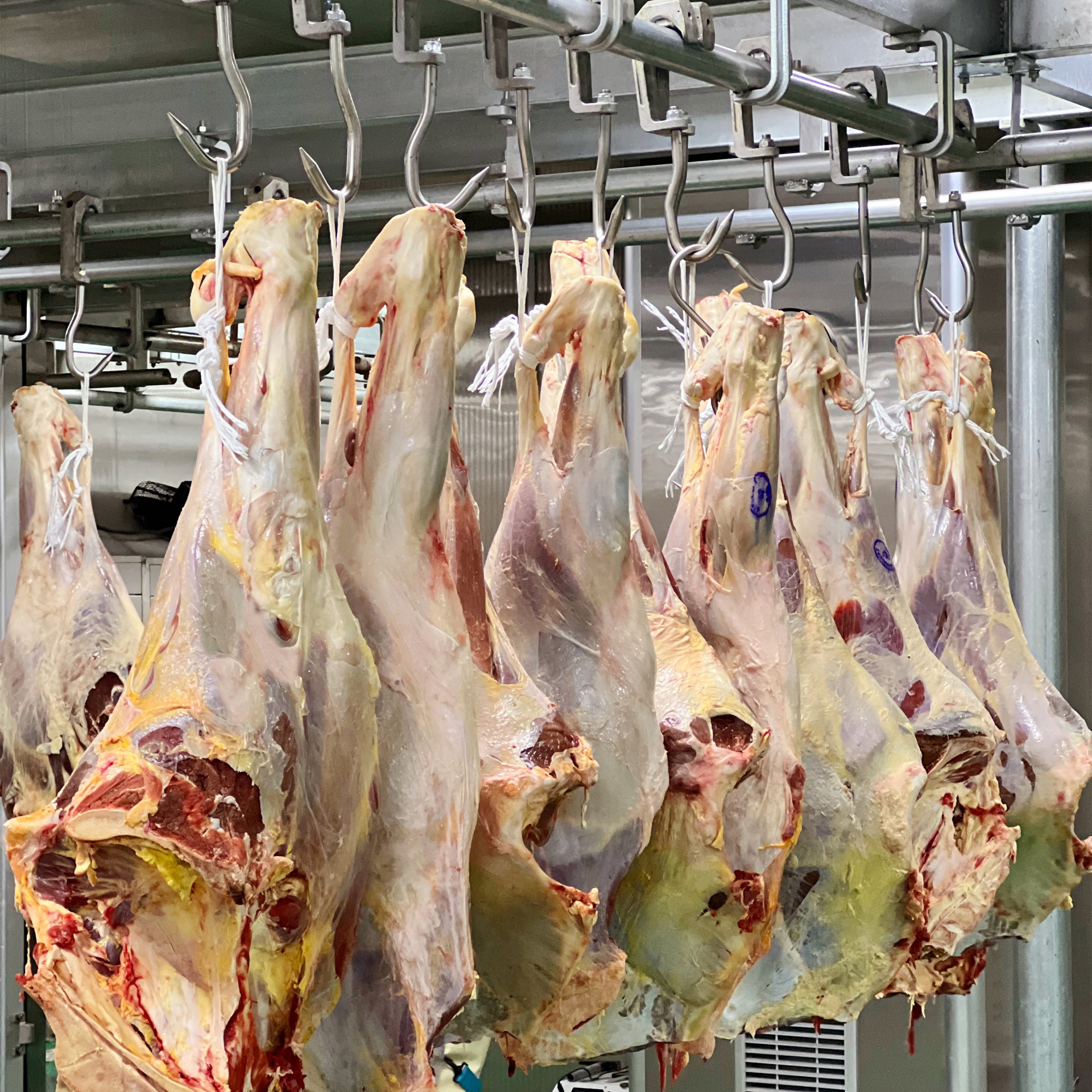 【期貨】烏拉圭85廠的一批草飼牛前腱10噸起訂9月交貨