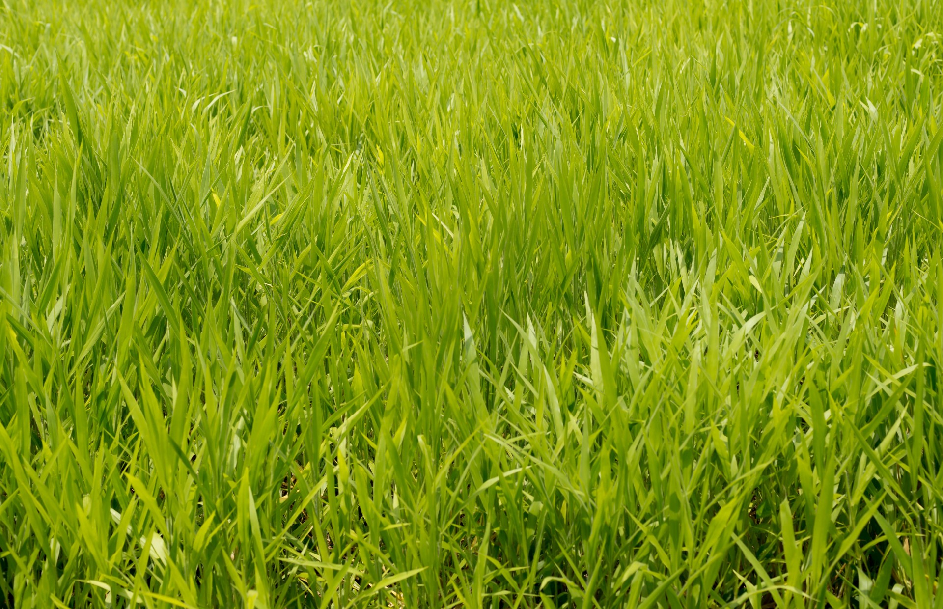 天然牧草