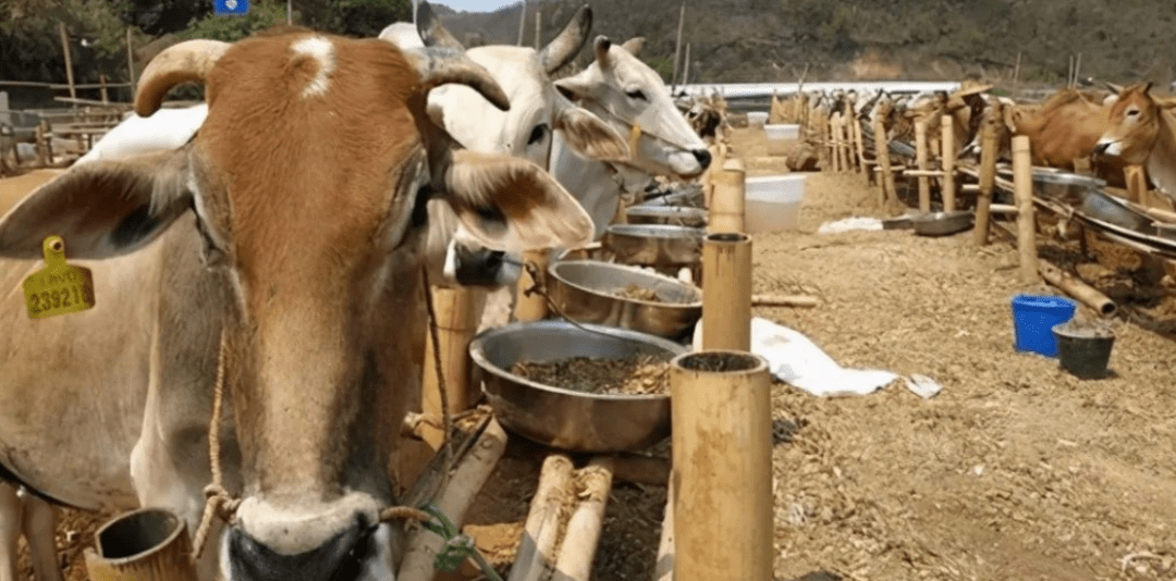 緬甸肉牛