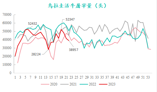 烏拉圭活牛屠宰量