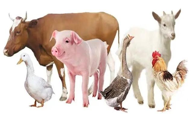 牛羊肉等畜禽產品
